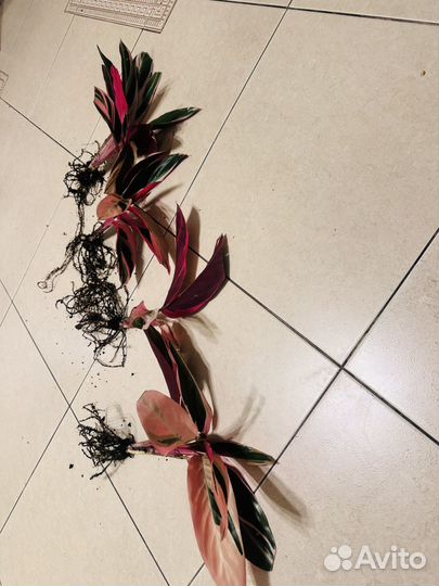 Строманта триколор