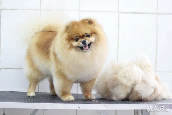 Дрессировка, подготовка к выставке, груминг