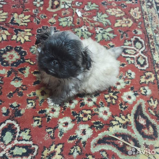 Щенки пекинеса