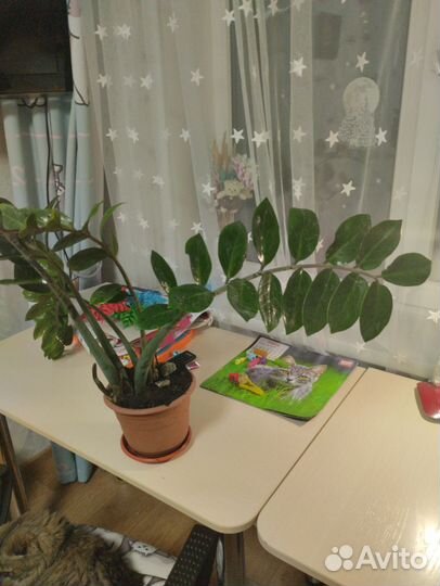 Замиокулькас долларовое дерево