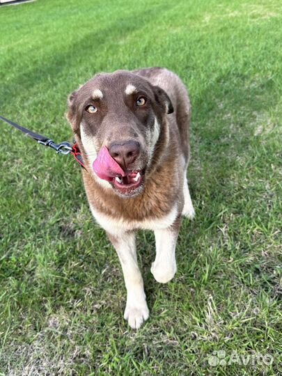 Метис хаски