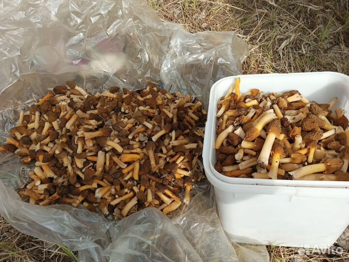 Грибы сморчки