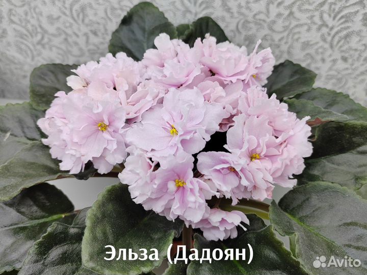 Фиалки свежий срез (наборы)