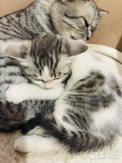 Котята в добрые руки от шотландской кошки