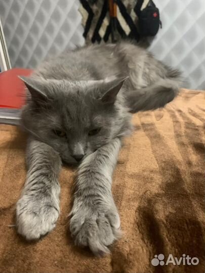 Отдам в добрые руки