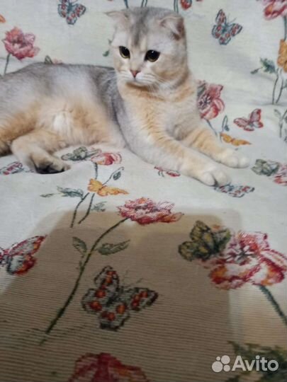 Кошка серебристая шиншилла