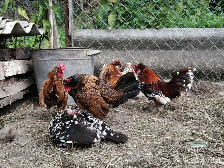 Куры карликовые бентамки