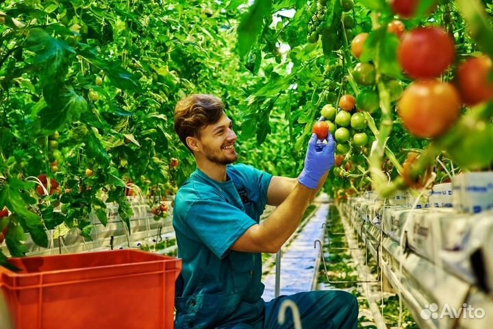 Разнорабочие на теплицы п. Солнечнодольск