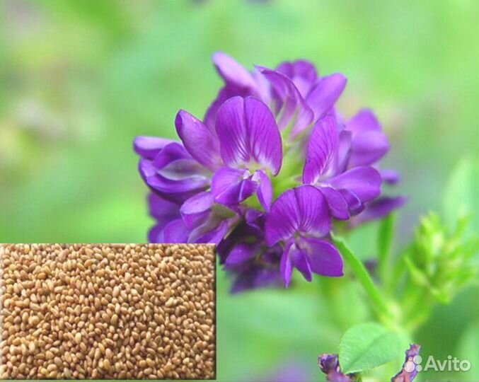 Семена люцерны Вега-87. Объёмы. Склад в Чувашии