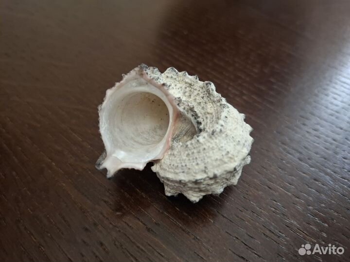 Морские раковины 48мм