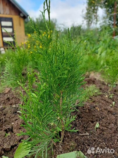 Туя смарагд, спиралис, колумна