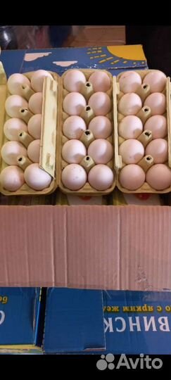 Яйцо куриное оптом