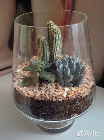 Флорариум с суккулентами