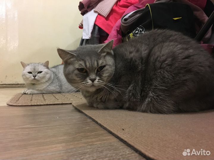 Отдам кошек в добрые руки