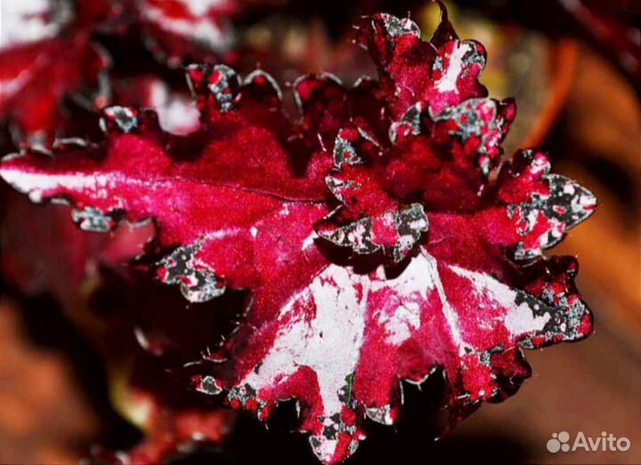 Бегония. Бегония королевская Dollar Down