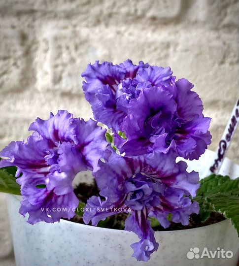 Стрептокарпус DS Рождение Тайфуна
