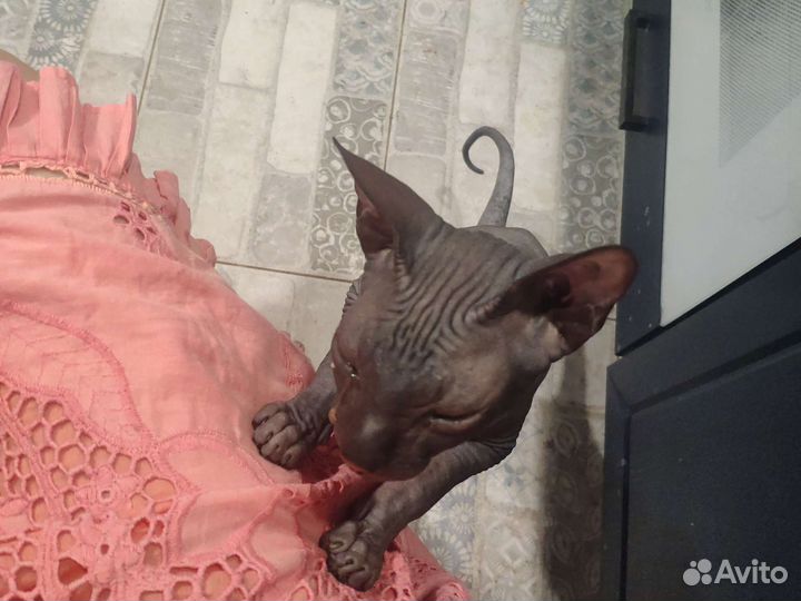 Продам кота сфинкс