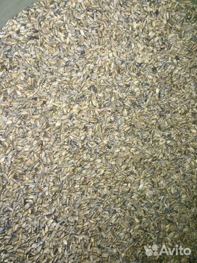 Pawpaw (Азимина) саженцы. семена расторопши