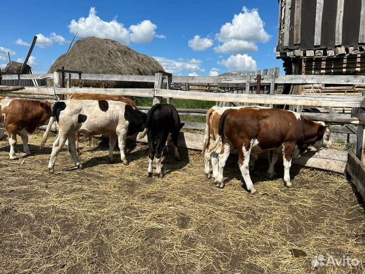 Бык бычок быки бычки симментал сементал
