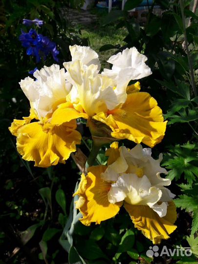 Ирис Тур де Франсе