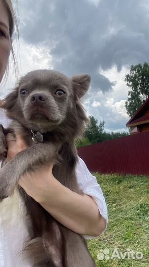 Вязка чихуахуа