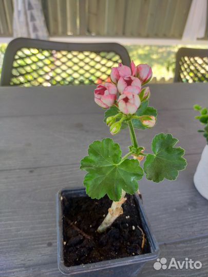 Пеларгония герань