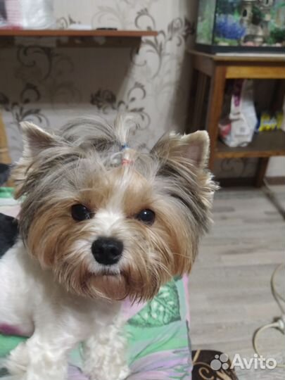 Бивер йорк вязка