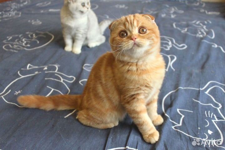 Красные котята