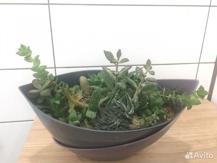 Мини садики из растений