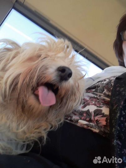 Метис болонки в добрые руки