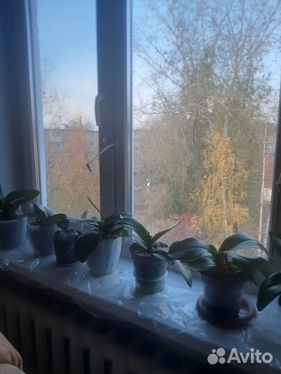 Продам орхидеи