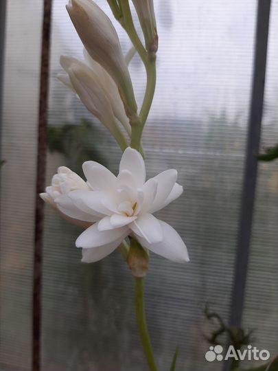 Луковичные незимующие растения