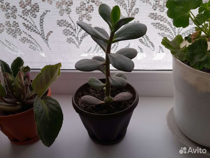 Толстянка (денежное дерево)