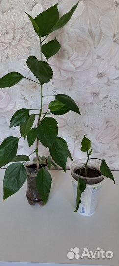 Домашние цветы