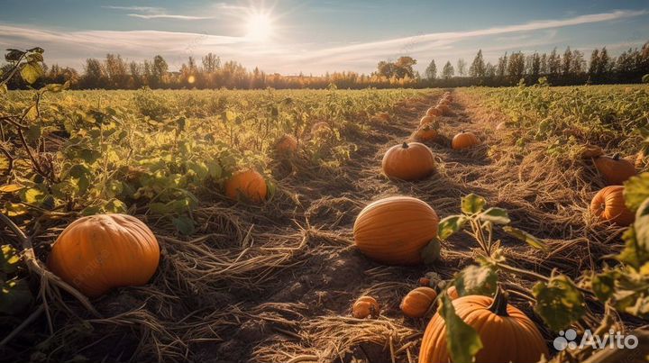 Сборщик моркови на поле