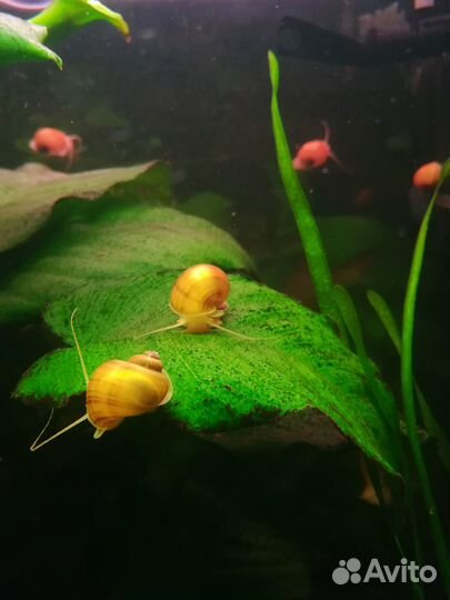 Улитки ампулярии