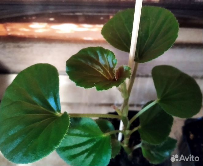 Фикус эластика тинеке