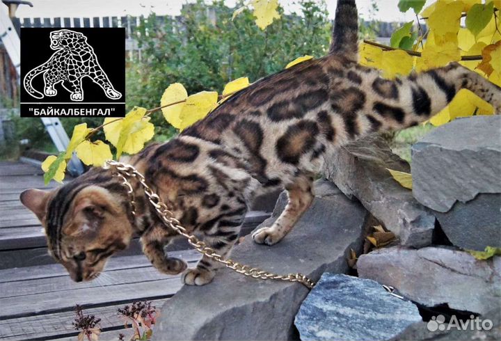 Бенгальский кот. Вязка