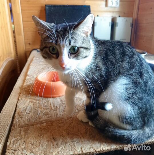 Кошка в дар