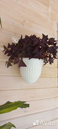 Комнатные домашние цветы растения