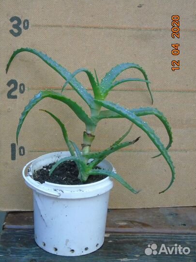 Алоэ: Столетник, Вера