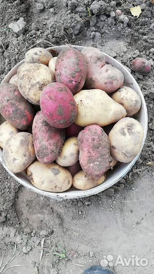 Картофель