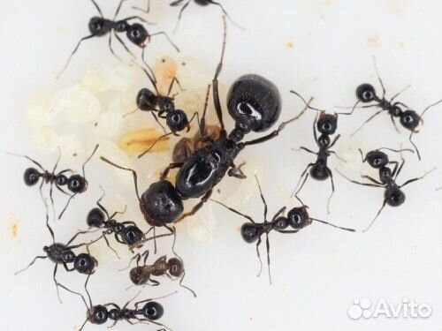 Муравьи для фермы Messor structor (muticus) жнецы