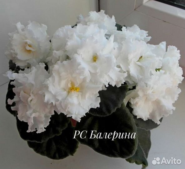 Детки сортовых фиалок
