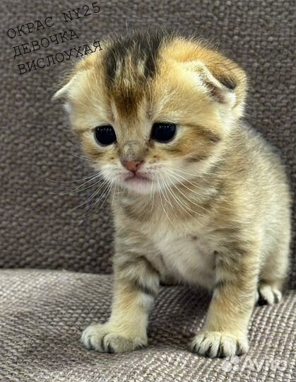 Шотландские котята золотая шиншилла