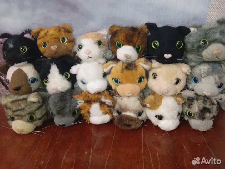 Котята the cat collection