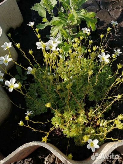 Почвопокровные растения