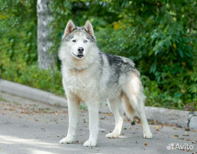 Хаски в добрые руки