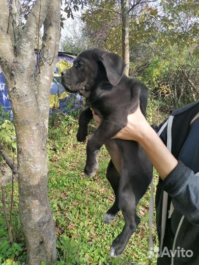 Щенки кане корсо