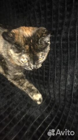 Отдам в хорошие руки котенка